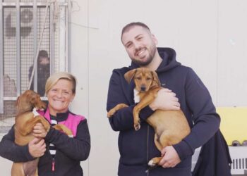 Modica, Non comprarlo, adottalo: l’appello del Comune per i cani del rifugio sanitario