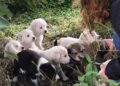 Randagismo a Scicli: ritrovati 13 cuccioli