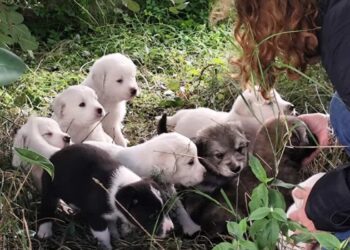 Randagismo a Scicli: ritrovati 13 cuccioli