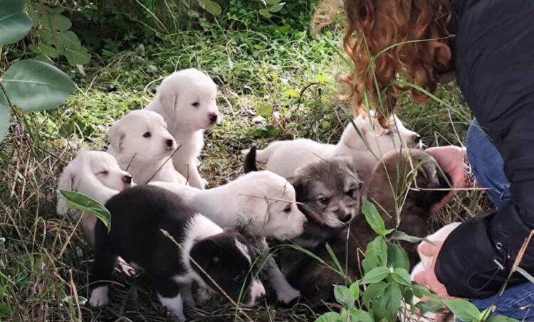 Randagismo a Scicli: ritrovati 13 cuccioli