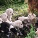 Randagismo a Scicli: ritrovati 13 cuccioli