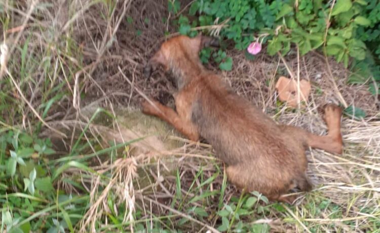 Scicli, salvato cucciolo abbandonato a Sampieri