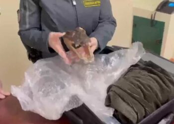 Aeroporto di Palermo-Punta Raisi, sequestrata la testa di un coccodrillo in via d’estinzione
