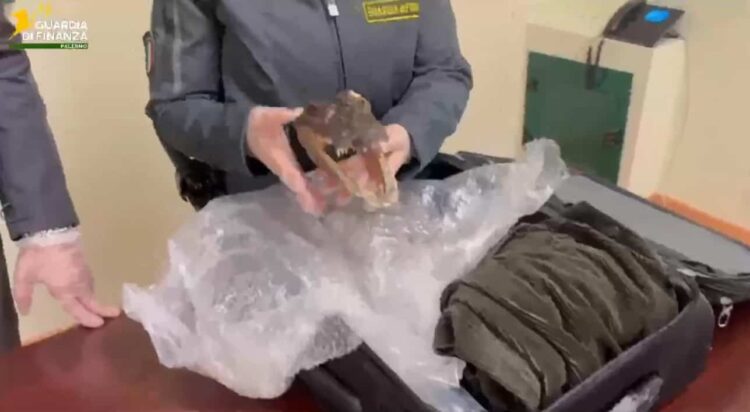 Aeroporto di Palermo-Punta Raisi, sequestrata la testa di un coccodrillo in via d’estinzione