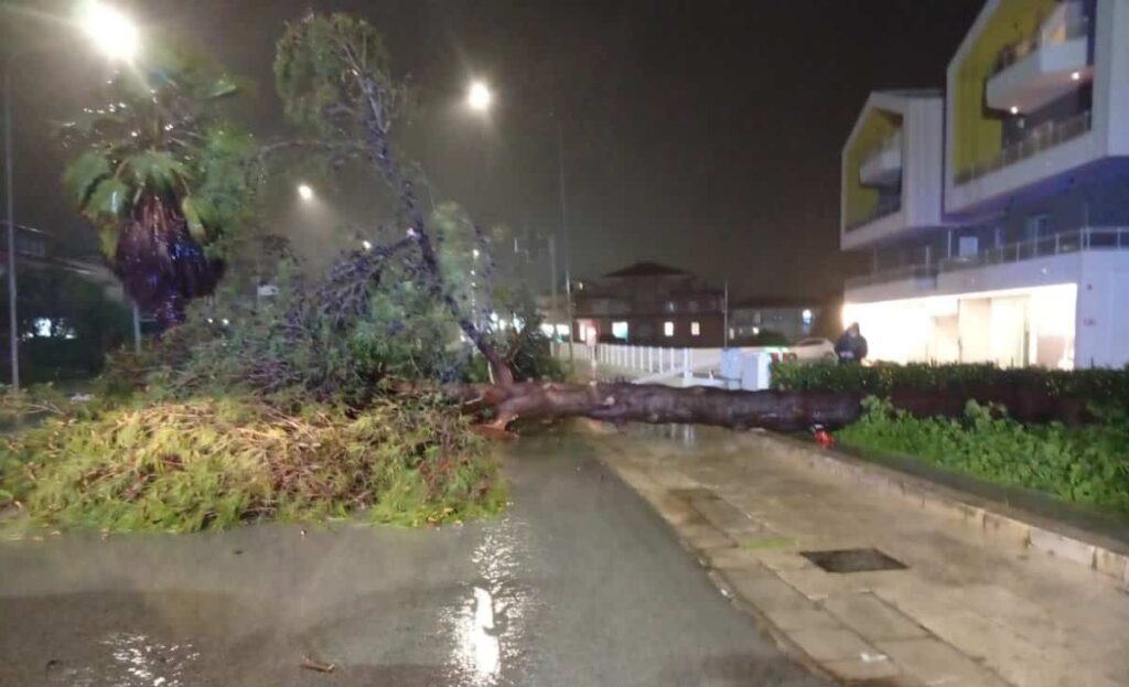 Maltempo Ragusa, crolla pino secolare: tragedia sfiorata