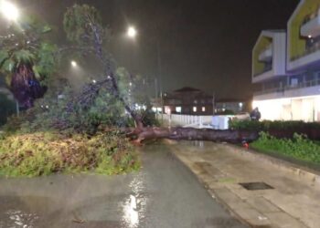 Maltempo Ragusa, crolla pino secolare: tragedia sfiorata