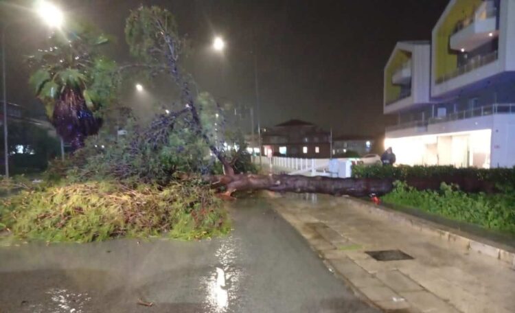 Maltempo Ragusa, crolla pino secolare: tragedia sfiorata