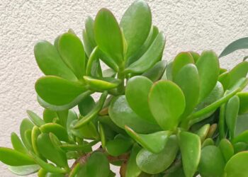 Albero di giada: ecco perchè è chiamata l'albero dei soldi