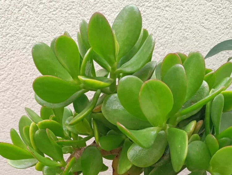 Albero di giada: ecco perchè è chiamata l'albero dei soldi