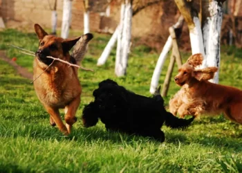 Ragusa, nuovi interventi di manutenzione nelle aree cani e trasparenza verde pubblico