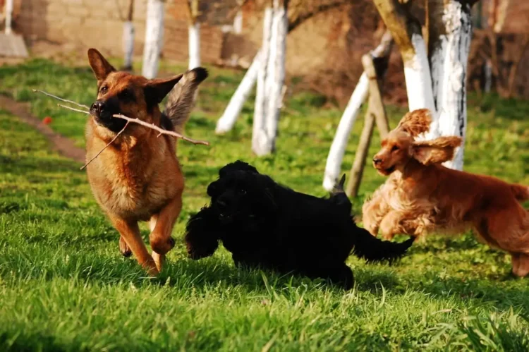 Ragusa, nuovi interventi di manutenzione nelle aree cani e trasparenza verde pubblico