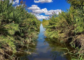 L'alveo del fiume Ippari sul territorio di Comiso invaso dai canneti