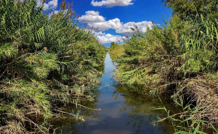 L'alveo del fiume Ippari sul territorio di Comiso invaso dai canneti