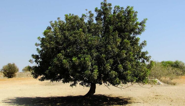 Ragusa oggi verrà piantumato un carrubo: l'albero dei siciliani