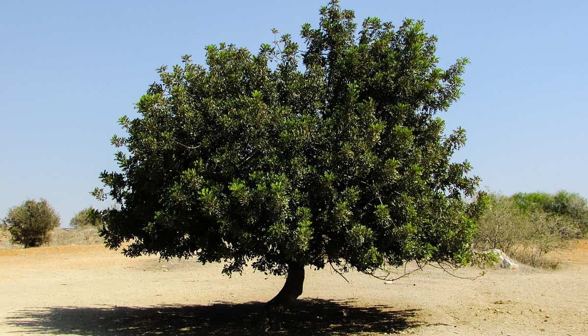 Ragusa oggi verrà piantumato un carrubo: l’albero dei siciliani