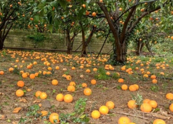 Ciclone Harry, danni aziende agricole e risarcimento: modulo per fare domanda (Pdf)