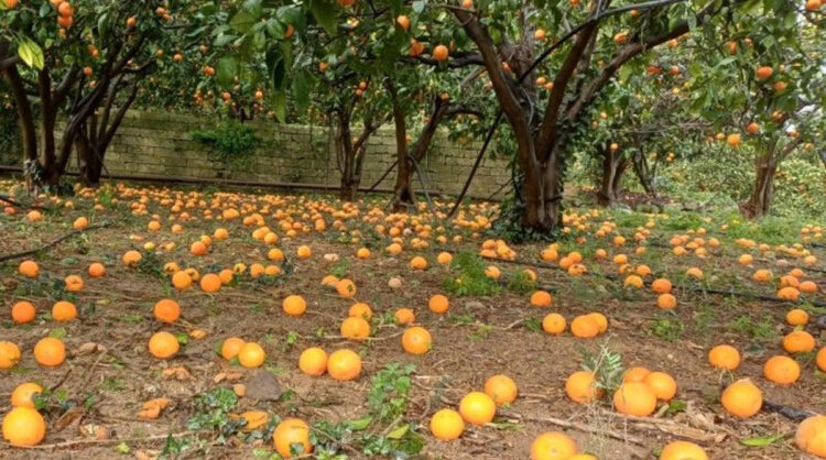 Confagricoltura Sicilia, Ciclone Harry: danni gravissimi all'agrumicoltura nella Piana di Catania