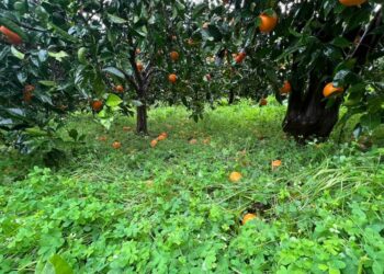 Ciclone Harry, Confagricoltura Sicilia: in corso la conta dei danni