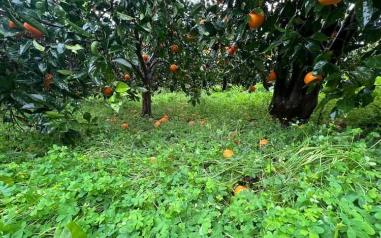 Maltempo Sicilia: comincia la conta dei danni