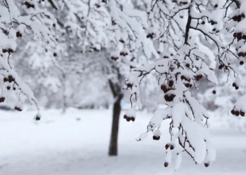 Rami innevati con bacche scure in un paesaggio invernale silenzioso.