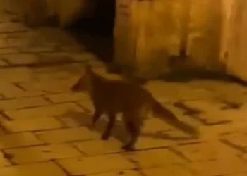 Scicli, una volpe turista nel cuore del centro storico: il video fa il giro del web