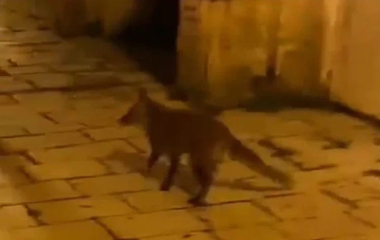 Scicli, una volpe turista nel cuore del centro storico: il video fa il giro del web