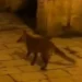 Scicli, una volpe turista nel cuore del centro storico: il video fa il giro del web