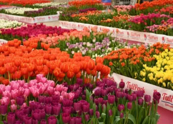 La Sicilia fiorisce con Tulipark Day: 100 mila tulipani