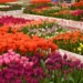 La Sicilia fiorisce con Tulipark Day: 100 mila tulipani