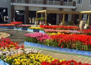 Tulipark Day 2026, 100 mila tulipani di primavera da oggi in Sicilia