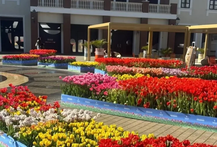 Tulipark Day 2026, 100 mila tulipani di primavera da oggi in Sicilia