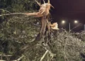 Maltempo Ragusa, vento forte: ramo di un albero si spezza e cade su viale Europa