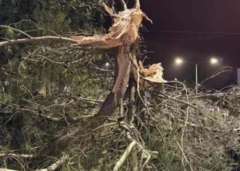 Maltempo Ragusa, vento forte: ramo di un albero si spezza e cade su viale Europa