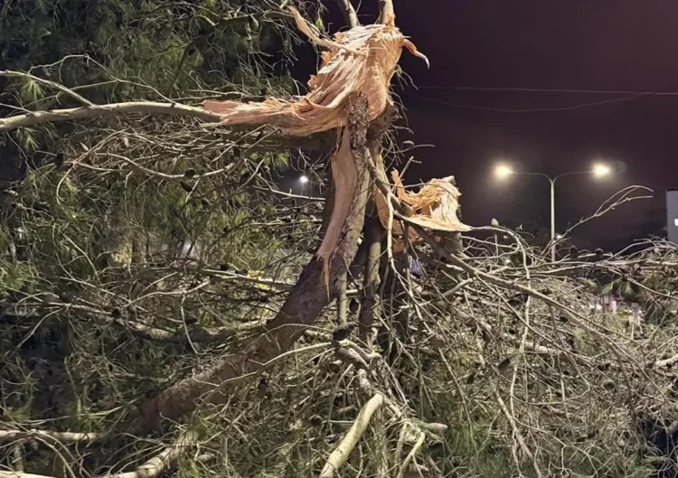 Maltempo Ragusa, vento forte: ramo di un albero si spezza e cade su viale Europa