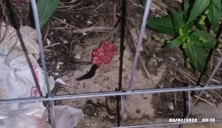 Scicli, esche sospette per animali a Jungi