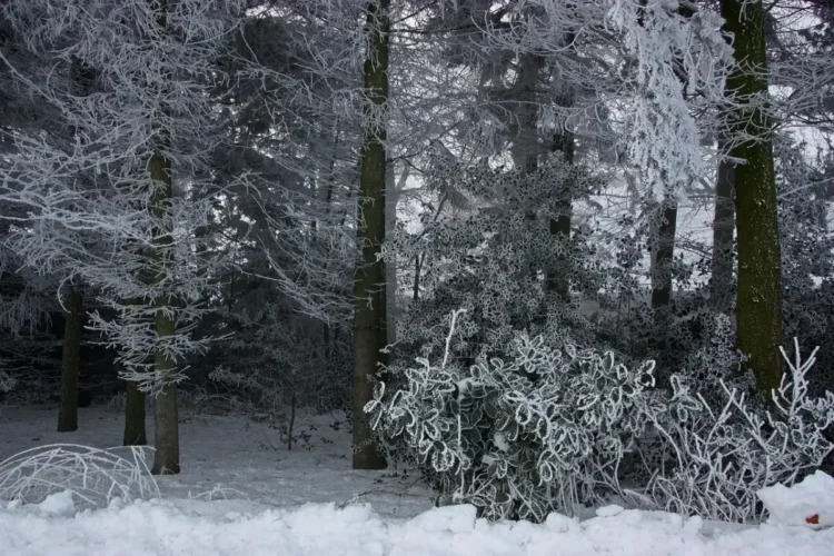 Vortice polare vacilla: a marzo rischio Split con maltempo e colpi di coda invernali