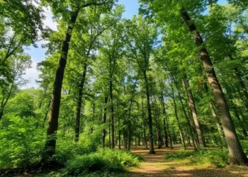 Ragusa: ambiente, clima e città: senza competenze non c'è corretta pianificazione