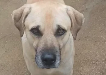 Ciccio torna a Marina di Ragusa