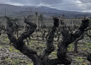 Casa Grazia, la sfida Etna a Passopisciaro a Castiglione di Sicilia: prende vita il progetto etneo