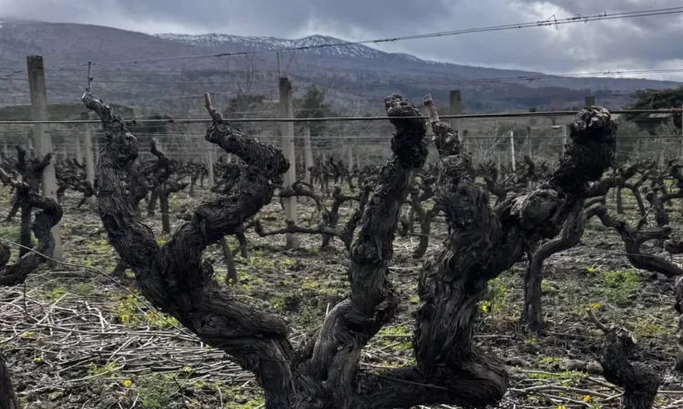 Casa Grazia, la sfida Etna a Passopisciaro a Castiglione di Sicilia: prende vita il progetto etneo