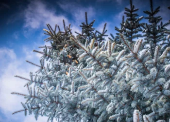 Previsioni per il ciclone artico in Sicilia con neve a bassa quota