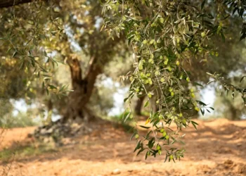 Casa Grazia A Involio Nocellara del Belice 2025/2026 le 5 gocce di eccellenza di Bibenda al FOODEX Japan 2026