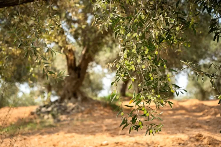 Casa Grazia A Involio Nocellara del Belice 2025/2026 le 5 gocce di eccellenza di Bibenda al FOODEX Japan 2026