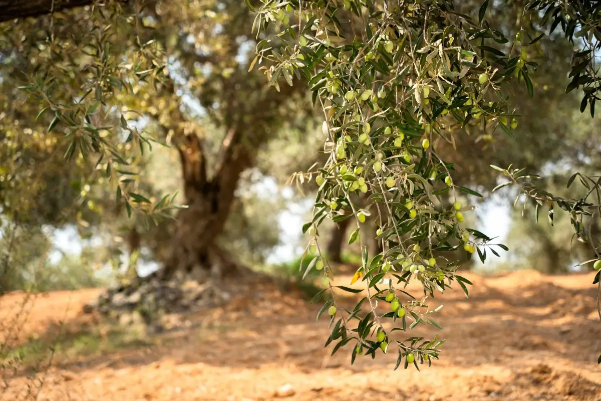 Casa Grazia A Involio Nocellara del Belice 2025/2026 le 5 gocce di eccellenza di Bibenda al FOODEX Japan 2026