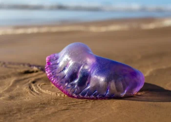 La caravella portoghese arriva anche sul litorale Ragusano: pericolosa medusa aliena