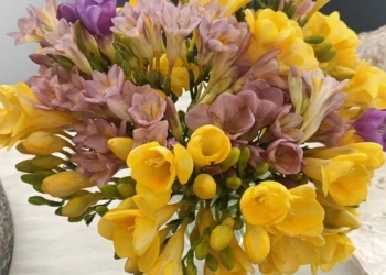 Come coltivare la fresia in vaso con fiori gialli e bianchi su un balcone soleggiato