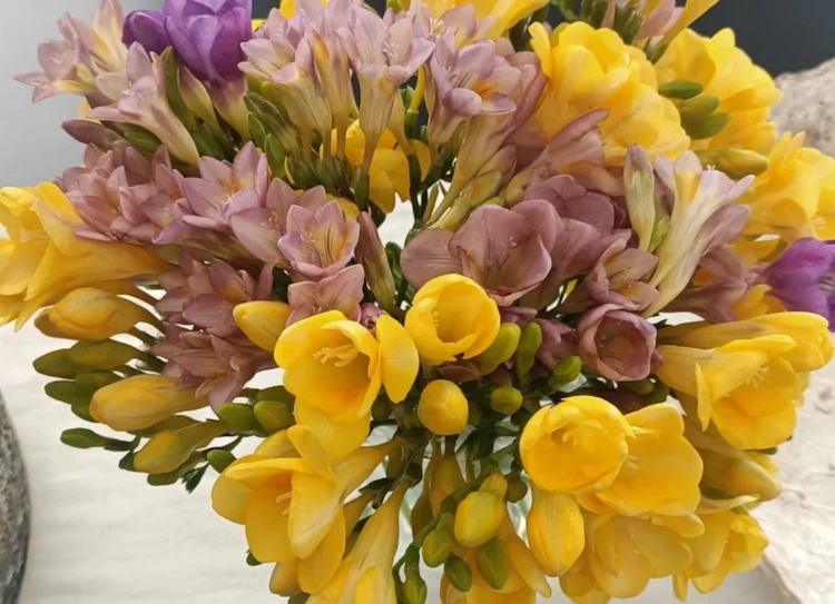 Come coltivare la fresia in vaso con fiori gialli e bianchi su un balcone soleggiato