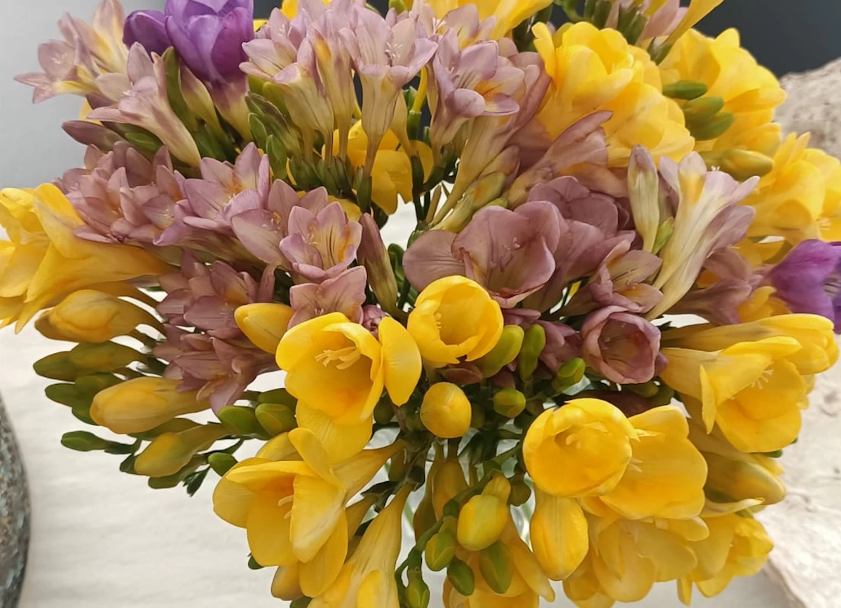 Coltivare la fresia in vaso: guida pratica per il terrazzo