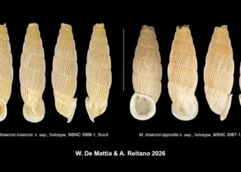 Omaggio al Direttore Scientifico del Museo Civico di Storia Naturale di Comiso