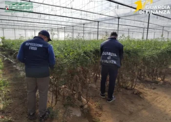 Semi di pomodoro contraffatti nel Ragusano: maxi sequestro a Vittoria